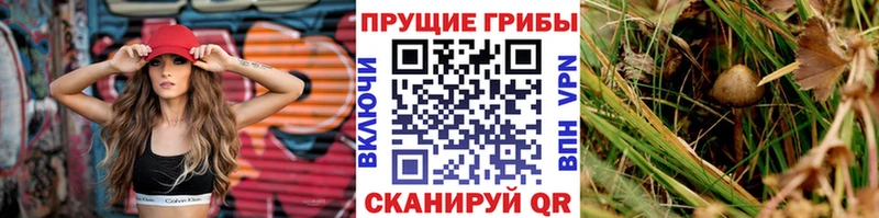 сайты даркнета телеграм Острогожск Псилоцибиновые грибы Magic Shrooms hydra ссылки
